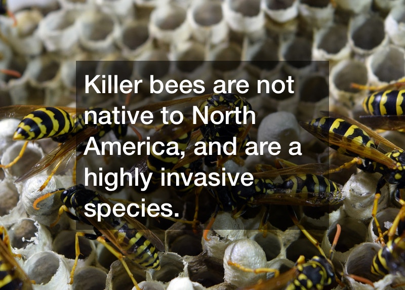 killer bees are highly invasive